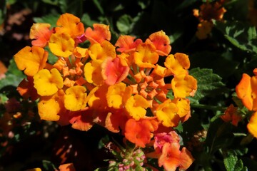 Beautiful Lantana flowers in Florida nature, closeup