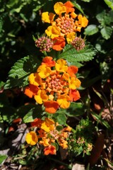 Beautiful Lantana flowers in Florida nature, closeup