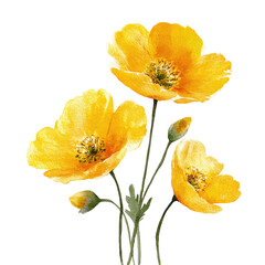Fototapeta premium Three vibrant yellow poppies with delicate green stems and buds
