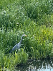 great blue heron