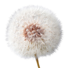 Fototapeta premium Close-up of a dandelion seed head (8)