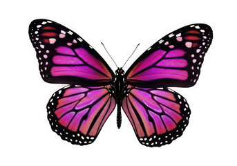 Vibrant pink monarch butterfly with black markings against a dark background