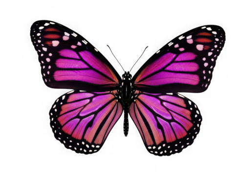 Vibrant pink monarch butterfly with black markings against a dark background