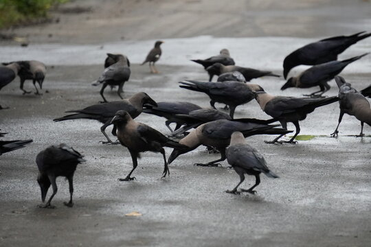 House Crows (Corvus splendens), also known as Indian House Crows, Indian Crows, Grey-necked Crows, Ceylon Crows, or Colombo Crows
