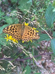 Close-up of a yellow firefly with a distinctive black dot on its body, captured in detail. Ideal for insect, wildlife, nature, and macro photography themes.