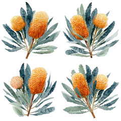 Four vibrant watercolor-style illustrations of Banksia flower clusters.  Each cluster features deep teal-gray leaves and bright orange-yellow flower heads.  