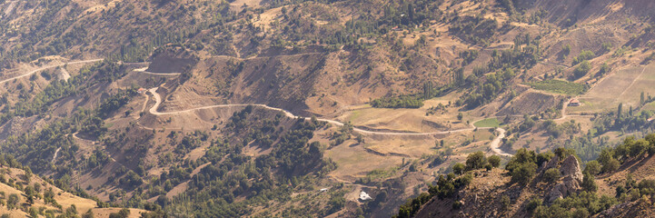 Cedar forest landscape and dirt road