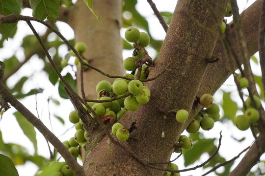 the fruits of the Cluster Fig tree, also known as the Indian Fig Tree or Goolar Fig 