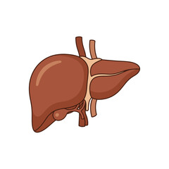Side view illustration of a human liver, highlighting its anatomical structure.