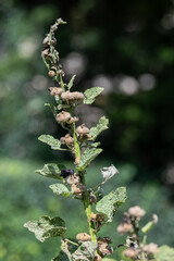 Faded parts of the hollyhock plant (Alcea rosea) outdoors in a garden.
