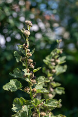 Faded parts of the hollyhock plant (Alcea rosea) outdoors in a garden.
