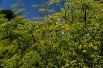 Green seed parts of the common fennel (Foeniculum vulgare) in detail outdoors in a garden.
