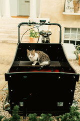 Tabby cat in black cargo bicycle facing camera outside London house