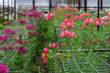 Pink Alstroemeria flowers in a greenhouse. Growing flowers in greenhouses. Gardening