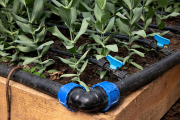 Automatic irrigation system for plant. Close-up photo of watering sprinkler system