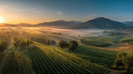Fototapeta premium A beautiful landscape with a foggy morning sky and a sun rising in the background. The scene is a vineyard with many trees and green fields