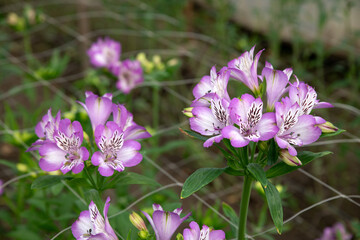 Fototapeta premium Alstroemeria flowers in a greenhouse. Growing flowers in greenhouses. Gardening
