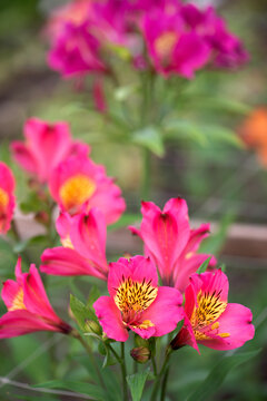 Alstroemeria flowers in a greenhouse. Close-up photograph of a pink alstroemeria flowers. Growing flowers in greenhouses. Gardening