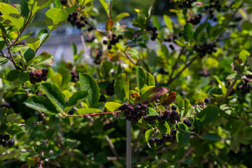 Black chokeberry (Aronia melanocarpa) with black fruits on a twig with green leaves.

