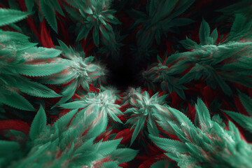 An overhead shot of colorful marijuana plants create a unique visual perspective