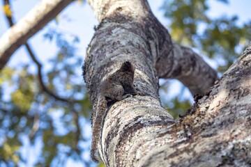 Small primate, the Brazilian marmoset, Callithrix penicillata, inhabits mainly areas of the Cerrado biome. Sagui