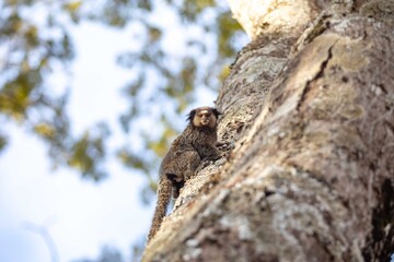 Small primate, the Brazilian marmoset, Callithrix penicillata, inhabits mainly areas of the Cerrado biome. Sagui