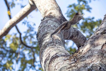 Small primate, the Brazilian marmoset, Callithrix penicillata, inhabits mainly areas of the Cerrado biome. Sagui