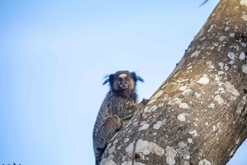 Small primate, the Brazilian marmoset, Callithrix penicillata, inhabits mainly areas of the Cerrado biome. Sagui