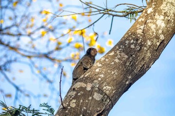 Small primate, the Brazilian marmoset, Callithrix penicillata, inhabits mainly areas of the Cerrado biome. Sagui