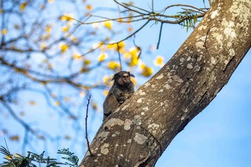 Small primate, the Brazilian marmoset, Callithrix penicillata, inhabits mainly areas of the Cerrado biome. Sagui