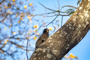 Small primate, the Brazilian marmoset, Callithrix penicillata, inhabits mainly areas of the Cerrado biome. Sagui