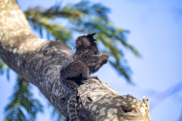 Small primate, the Brazilian marmoset, Callithrix penicillata, inhabits mainly areas of the Cerrado biome. Sagui