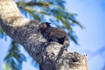 Small primate, the Brazilian marmoset, Callithrix penicillata, inhabits mainly areas of the Cerrado biome. Sagui