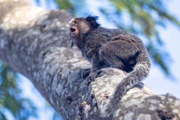 Small primate, the Brazilian marmoset, Callithrix penicillata, inhabits mainly areas of the Cerrado biome. Sagui