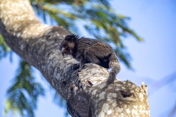 Small primate, the Brazilian marmoset, Callithrix penicillata, inhabits mainly areas of the Cerrado biome. Sagui