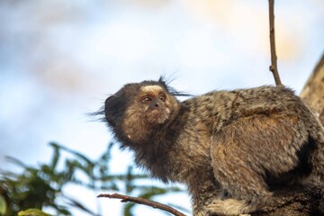 Small primate, the Brazilian marmoset, Callithrix penicillata, inhabits mainly areas of the Cerrado biome. Sagui