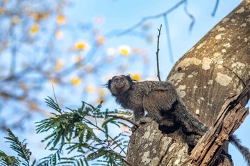 Small primate, the Brazilian marmoset, Callithrix penicillata, inhabits mainly areas of the Cerrado biome. Sagui