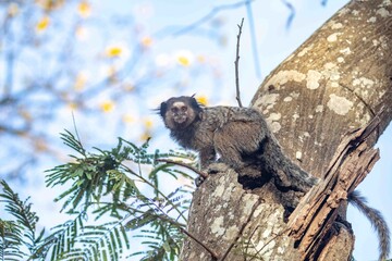 Small primate, the Brazilian marmoset, Callithrix penicillata, inhabits mainly areas of the Cerrado biome. Sagui