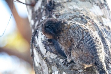 Small primate, the Brazilian marmoset, Callithrix penicillata, inhabits mainly areas of the Cerrado biome. Sagui