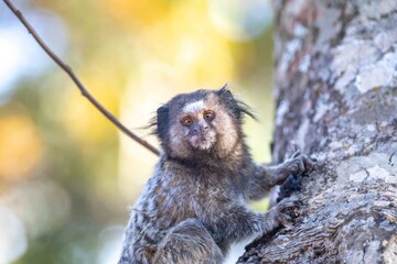 Small primate, the Brazilian marmoset, Callithrix penicillata, inhabits mainly areas of the Cerrado biome. Sagui