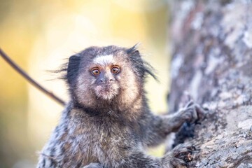 Small primate, the Brazilian marmoset, Callithrix penicillata, inhabits mainly areas of the Cerrado...