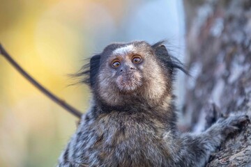 Small primate, the Brazilian marmoset, Callithrix penicillata, inhabits mainly areas of the Cerrado biome. Sagui