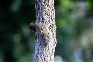 Small primate, the Brazilian marmoset, Callithrix penicillata, inhabits mainly areas of the Cerrado biome. Sagui