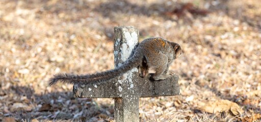 Small primate, the Brazilian marmoset, Callithrix penicillata, inhabits mainly areas of the Cerrado biome. Sagui