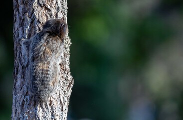 Small primate, the Brazilian marmoset, Callithrix penicillata, inhabits mainly areas of the Cerrado biome. Sagui