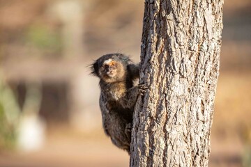 Small primate, the Brazilian marmoset, Callithrix penicillata, inhabits mainly areas of the Cerrado biome. Sagui