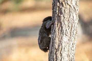 Small primate, the Brazilian marmoset, Callithrix penicillata, inhabits mainly areas of the Cerrado biome. Sagui