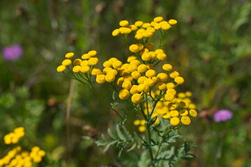 Fototapeta premium Schöner sonnig gelb blühender Rainfarn
