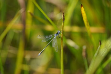 dragonfly on the grass, weibliche Libelle 