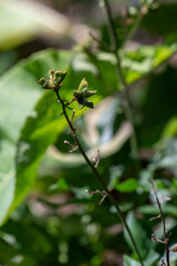 Green fruits on the stem of the gas plant (Dictamnus albus) outdoors in a garden.
